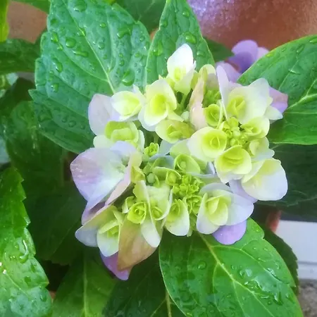 Apartamento Charming In 20 M² With Sunny Terrace *